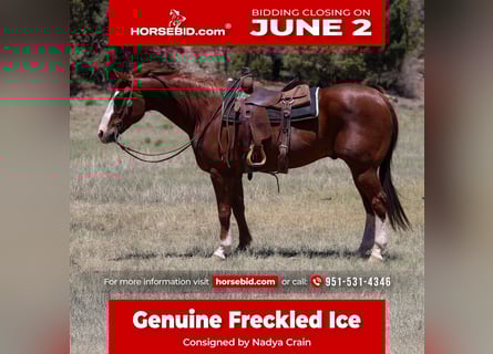 American Quarter Horse, Gelding, 10 years, 15,1 hh, Sorrel