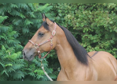 American Quarter Horse, Gelding, 10 years, 15,2 hh, Dun