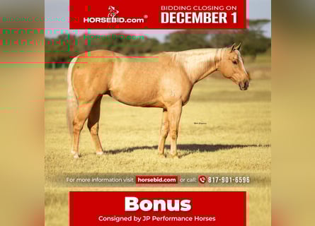 American Quarter Horse, Gelding, 10 years, 15,2 hh, Palomino