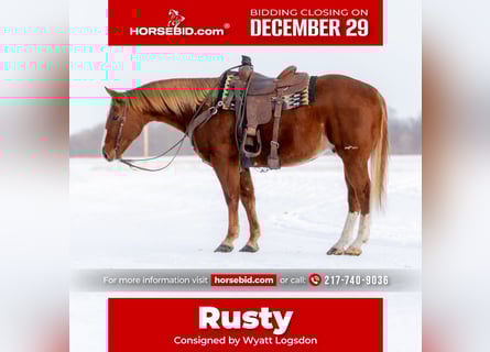 American Quarter Horse, Gelding, 10 years, 15,2 hh, Sorrel