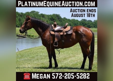 American Quarter Horse, Gelding, 10 years, 16,1 hh, Bay