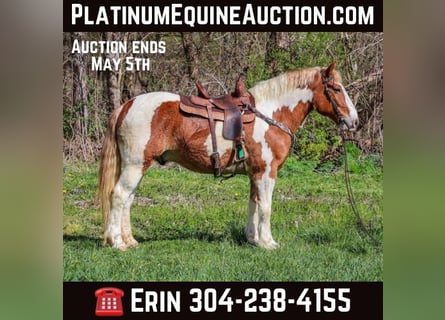 American Quarter Horse, Gelding, 10 years, 16.1 hh, Chestnut