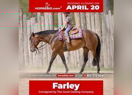 American Quarter Horse, Gelding, 10 years, 16 hh, Bay