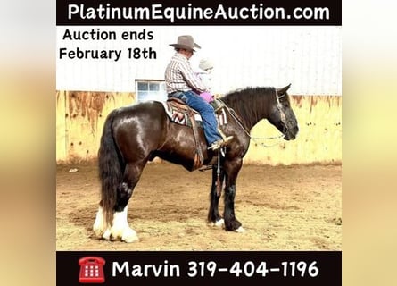 American Quarter Horse, Gelding, 10 years, 16 hh, Black