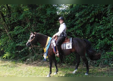 American Quarter Horse, Gelding, 10 years, 16 hh, Black