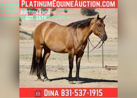 American Quarter Horse, Gelding, 10 years, 16 hh, Dun