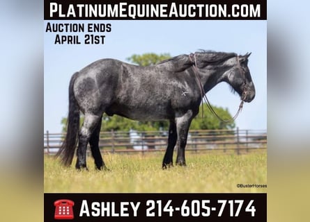 American Quarter Horse, Gelding, 10 years, 16 hh, Roan-Blue