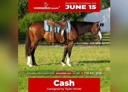 American Quarter Horse, Gelding, 10 years, Bay