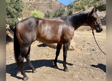 American Quarter Horse, Gelding, 10 years, Brown