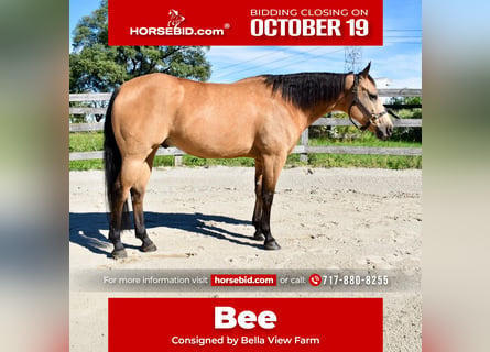 American Quarter Horse, Gelding, 10 years, Buckskin