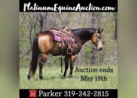 American Quarter Horse, Gelding, 10 years, Buckskin