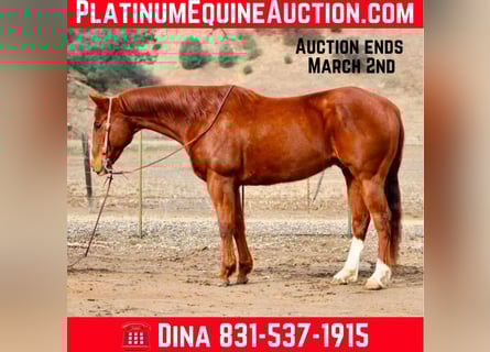American Quarter Horse, Gelding, 10 years, Chestnut