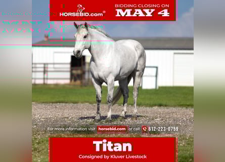 American Quarter Horse, Gelding, 10 years, Grey