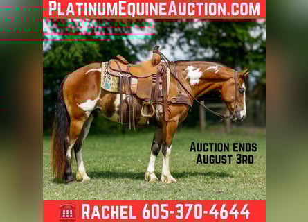 American Quarter Horse, Gelding, 10 years, Overo-all-colors