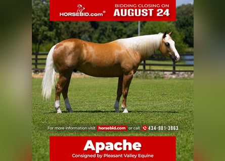 American Quarter Horse, Gelding, 10 years, Palomino