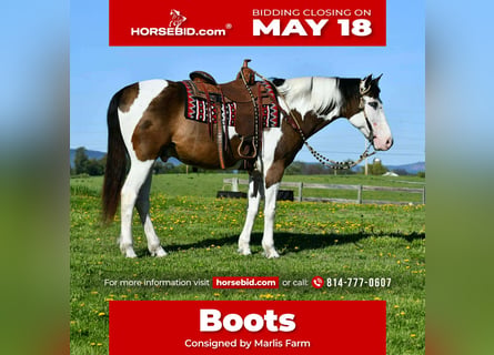 American Quarter Horse, Gelding, 10 years, Pinto