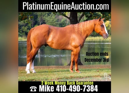 American Quarter Horse, Gelding, 10 years, Red Dun