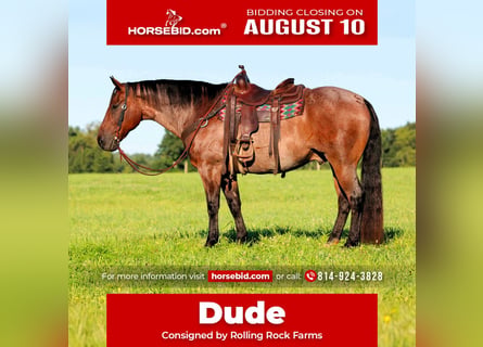 American Quarter Horse, Gelding, 10 years, Roan-Bay