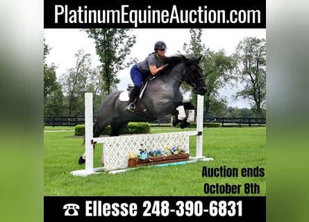 American Quarter Horse, Gelding, 10 years, Roan-Blue