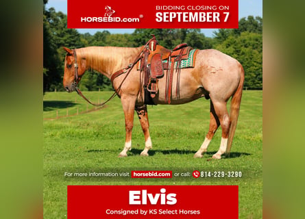 American Quarter Horse, Gelding, 10 years, Roan-Red
