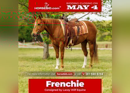 American Quarter Horse, Gelding, 10 years, Sorrel