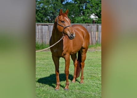 American Quarter Horse, Gelding, 10 years, Sorrel
