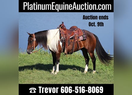 American Quarter Horse, Gelding, 10 years, Tobiano-all-colors