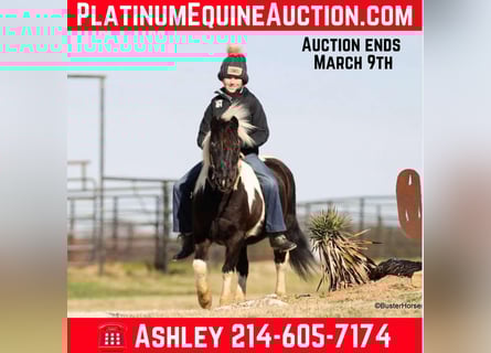 American Quarter Horse, Gelding, 11 years, 11 hh, Tobiano-all-colors