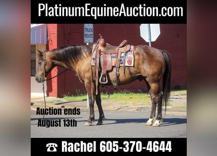 American Quarter Horse, Gelding, 11 years, 13.3 hh, Bay