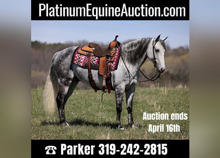 American Quarter Horse, Gelding, 11 years, 14,2 hh, Gray-Dapple