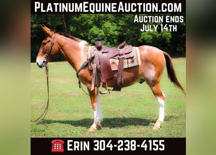 American Quarter Horse, Gelding, 11 years, 14.2 hh, Red Dun