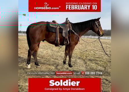 American Quarter Horse, Gelding, 11 years, 14.3 hh, Bay