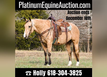 American Quarter Horse, Gelding, 11 years, 14,3 hh, Buckskin