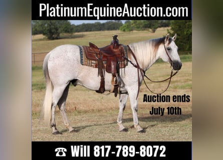 American Quarter Horse, Gelding, 11 years, 14.3 hh, Gray