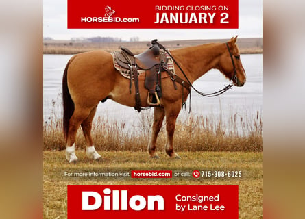 American Quarter Horse, Gelding, 11 years, 14.3 hh, Red Dun