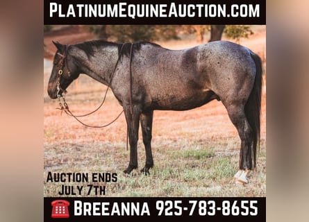 American Quarter Horse, Gelding, 11 years, 14,3 hh, Roan-Blue