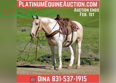 American Quarter Horse, Gelding, 11 years, 14.3 hh, Tobiano-all-colors