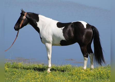 American Quarter Horse, Gelding, 11 years, 14,3 hh, Tobiano-all-colors