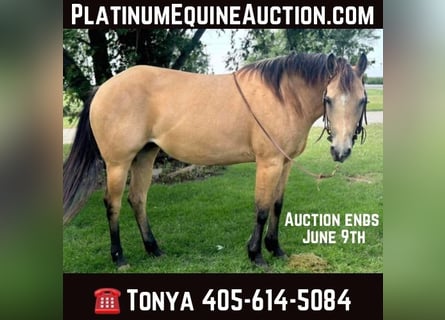 American Quarter Horse, Gelding, 11 years, 14,1 hh, Buckskin