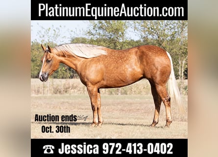 American Quarter Horse, Gelding, 11 years, 14,2 hh, Palomino
