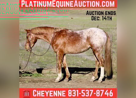 American Quarter Horse, Gelding, 11 years, 14,2 hh, Roan-Red