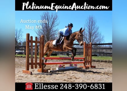 American Quarter Horse, Gelding, 11 years, 14,3 hh, Bay