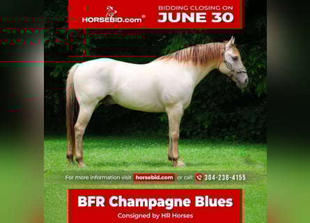 American Quarter Horse, Gelding, 11 years, 14,3 hh, Champagne