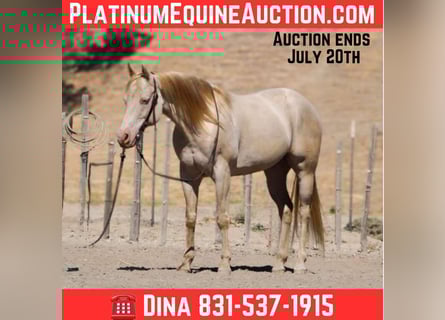 American Quarter Horse, Gelding, 11 years, 14,3 hh, Cremello