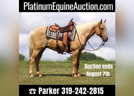 American Quarter Horse, Gelding, 11 years, 14,3 hh, Palomino