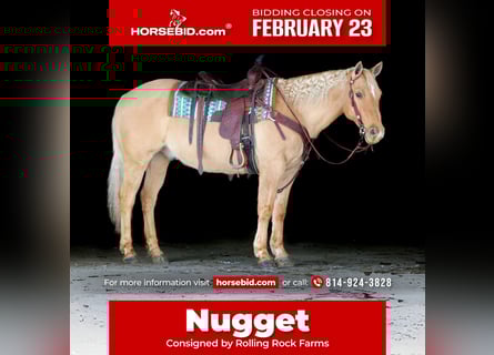 American Quarter Horse, Gelding, 11 years, 14,3 hh, Palomino