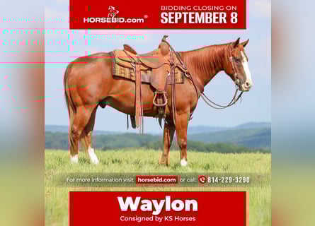 American Quarter Horse, Gelding, 11 years, 14,3 hh, Sorrel