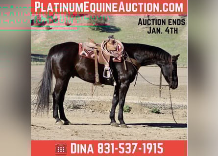 American Quarter Horse, Gelding, 11 years, 15.1 hh, Black