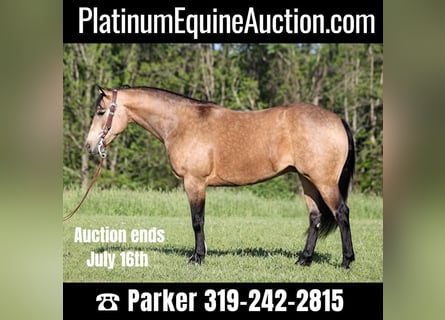 American Quarter Horse, Gelding, 11 years, 15.1 hh, Buckskin