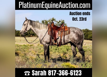 American Quarter Horse, Gelding, 11 years, 15.1 hh, Gray